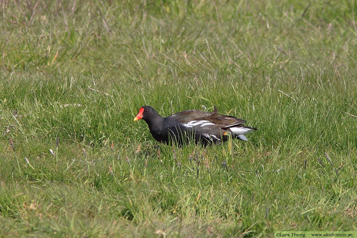 Rörhöna, Gallinula chloropus